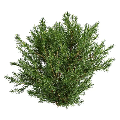 Modern plant Platycladus orientalis 3d model Modern plant Platycladus orientalis 3d model