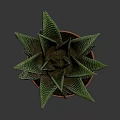 Green Leafy Succulent Plant in Striped Terracotta Pot Against Dark Background