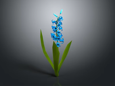 Vibrant Blue Hyacinth Plant With Green Leaves On Single Stem Against Gray Background 3d model