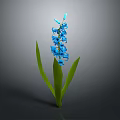 Vibrant Blue Hyacinth Plant With Green Leaves On Single Stem Against Gray Background