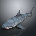 Gray Shark Aquatic Animal With Open Mouth And Sharp Teeth In Dark Background