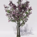 Two Tall Trees With Blooming Purple Flowers And Lush Green Leaves