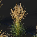 Multiple Feather Reed Grass Clumps with Green Stems and Golden Plumes Against Dark Background