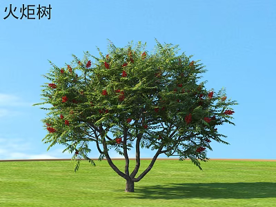 Staghorn Sumac Tree with Green Leaves and Red Fruits in Open Field Under Blue Sky 3d model