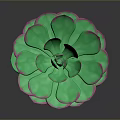 Vibrant Green Succulent Plant With Rosette Shaped Petals And Pink Edges