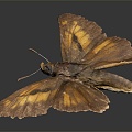 Modern Butterfly Moth Colored Butterfly 3d model