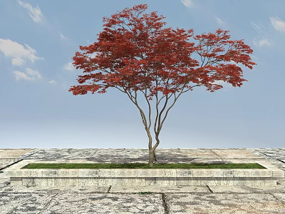 Red Maple Tree With Vibrant Leaves On Stone Platform And Slab Ground Under Blue Sky 3d model