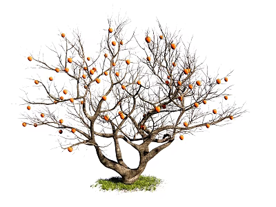 Bare Branched Arbor Bearing Orange Fruits With Thick Trunk On Green Grass 3d model