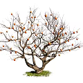 Bare Branched Arbor Bearing Orange Fruits With Thick Trunk On Green Grass