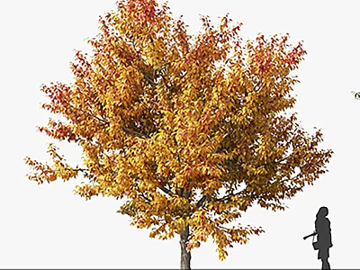Tall Autumn Arbor With Lush Orange Red Leaves And Walking Silhouette In Outdoor Scene 3d model