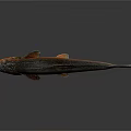 Vibrant Fish With Orange Red Stripes And Detailed Fins On Dark Reflective Surface