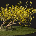 Beautiful Tree With Yellow Flowers Twisted Trunk And Mossy Roots On Green Grass