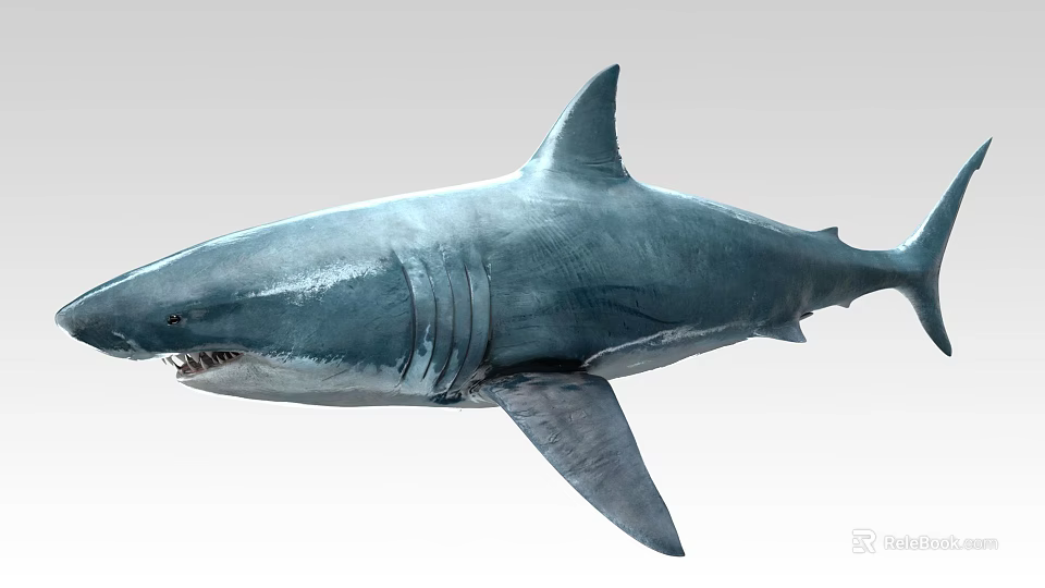 Great White Shark Marine Predator With Blue Gray Body And Sharp Teeth 3d model