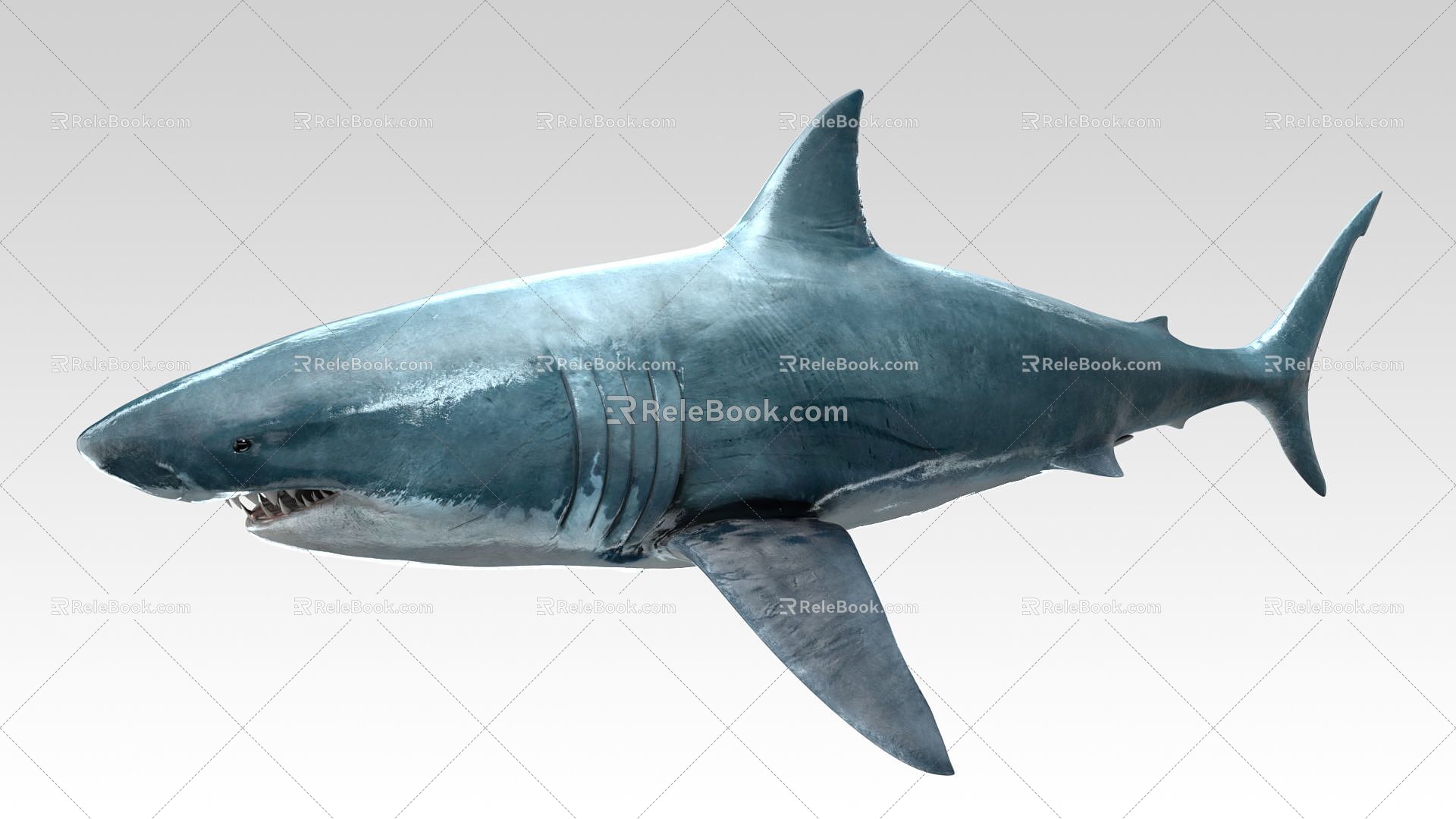 Modern Shark Great White Shark 3d model