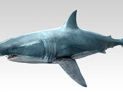Great White Shark Marine Predator With Blue Gray Body And Sharp Teeth 3d model