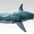 Great White Shark Marine Predator With Blue Gray Body And Sharp Teeth 3d model