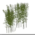 Bamboo Plants With Lush Green Leaves And Tall Slender Stems