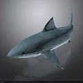 Realistic 3D Shark Model With Blue Transparent Texture Fins Tail And Gray Gradient Background