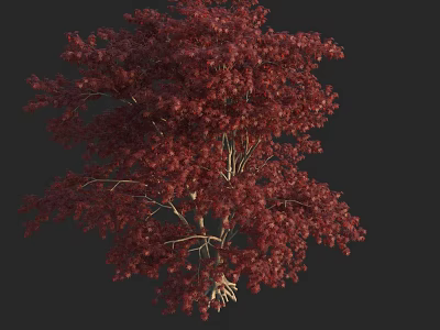 Vibrant Red Leaf Arbor with Lush Dense Foliage and Full Canopy Structure 3d model