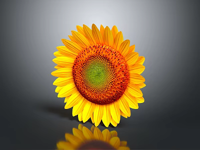 Vibrant Sunflower with Yellow Petals Orange Center and Green on Gray Background with Reflection 3d model