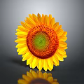 Vibrant Sunflower with Yellow Petals Orange Center and Green on Gray Background with Reflection