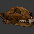 Large Feline Animal Skull With Sharp Teeth And Brown Bone Structure
