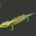 Detailed Yellow And Brown Patterned Lizard With Long Body On Black Background