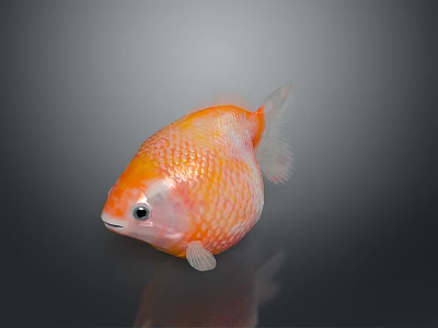 Orange Fish with White Fins Round Body and Shiny Scales on Gray Background 3d model