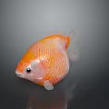 Orange Fish with White Fins Round Body and Shiny Scales on Gray Background