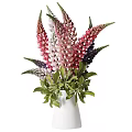 Colorful Lupine Flowers in White Vase with Pink Purple and Green Leaves