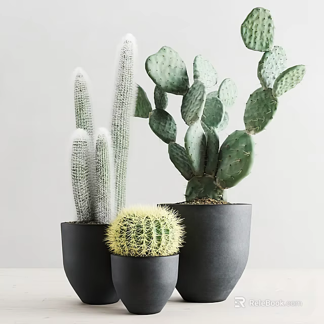 Modern Potted Cactus Plants Three Varieties in Black Pots for Indoor Decor 3d model 