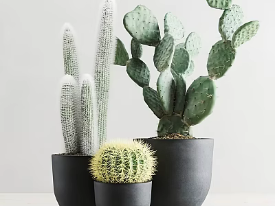 Modern Potted Cactus Plants Three Varieties in Black Pots for Indoor Decor 3d model