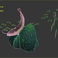 Golden Fish With Long Whiskers Swimming Around Green Rock And Small Fish