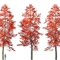 Three Tall Red Leaf Trees With Person For Size Comparison