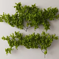 Climbing Vines With Lush Green Leaves For Natural Wall Decoration Design