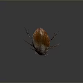 Close Up View Of Brown Beetle With Smooth Shell And Six Legs On Dark Background