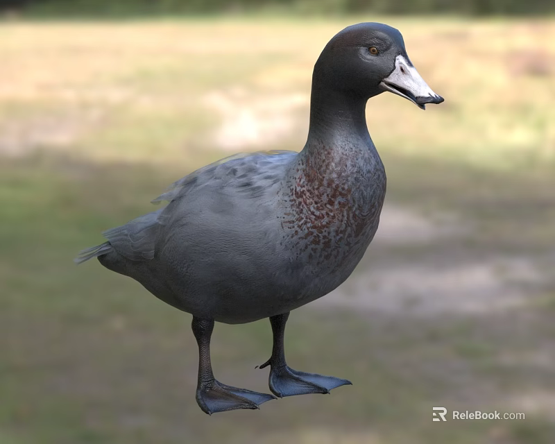 Gray Duck with Brown Spotted Chest Standing on Grassy Field in Natural Outdoor Setting 3d model 