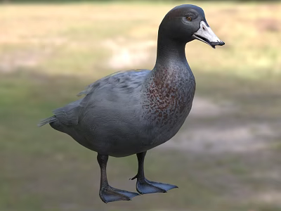 Gray Duck with Brown Spotted Chest Standing on Grassy Field in Natural Outdoor Setting 3d model