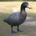 Gray Duck with Brown Spotted Chest Standing on Grassy Field in Natural Outdoor Setting