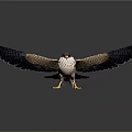 Falcon Flying With Spread Wings In Mid Air Against Gray Background