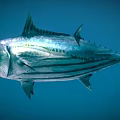 Silver Striped Tuna With Streamlined Body And Dorsal Fins Swimming In Blue Ocean