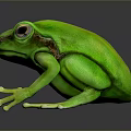 Shiny Green Frog With Glossy Skin On Black Background And Reflection 3d model