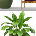 Lush Green Bonsai Potted Plants In Purple And Green Ceramic Pots On Wooden Stand