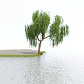 Willow Tree With Drooping Green Branches By Calm Water Under Blue Sky And White Clouds