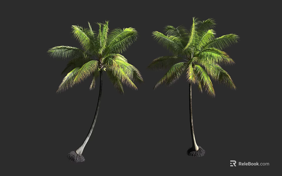 Two Palm Trees With Lush Green Leaves Slender Trunks And Unique Root Bases 3d model 
