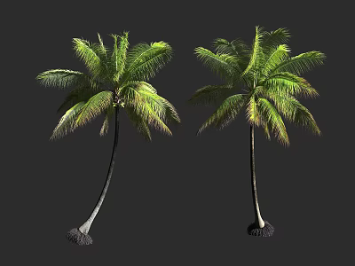 Two Palm Trees With Lush Green Leaves Slender Trunks And Unique Root Bases 3d model
