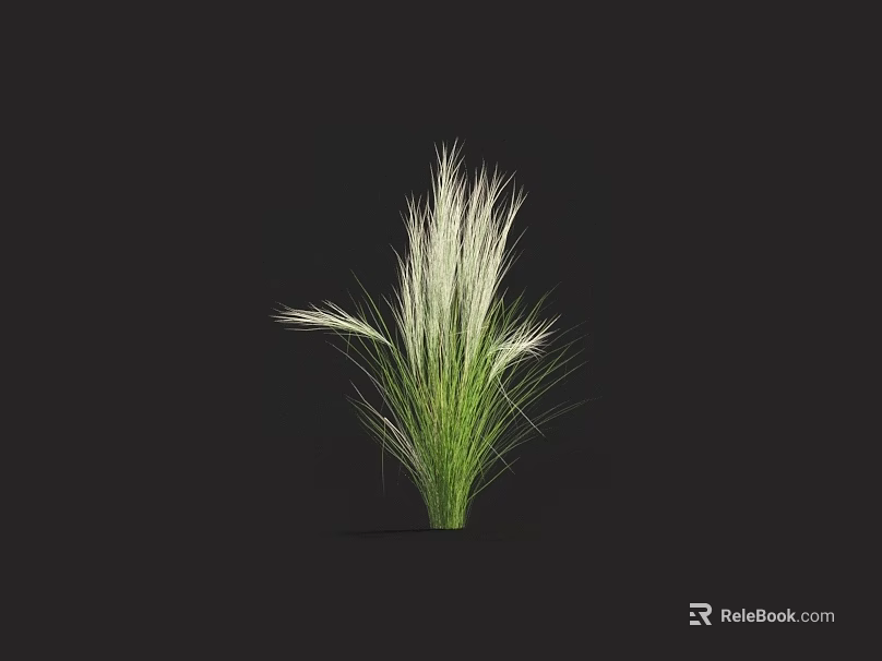 Tall White and Green Feathery Grass Plant on Black Background 3d model 