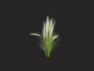 Tall White and Green Feathery Grass Plant on Black Background 3d model