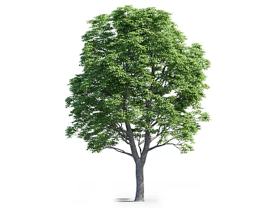 Lush Green Arbor Featuring Full Canopy And Strong Gray Trunk 3d model
