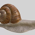 Reptile On Grey Background With Brown Shell Grey Body And Two Antennae